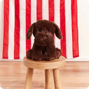 Chocolate Labrador