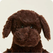 Chocolate Labrador