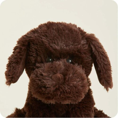 Chocolate Labrador