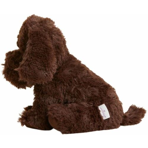 Chocolate Labrador