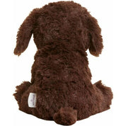 Chocolate Labrador