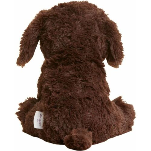 Chocolate Labrador