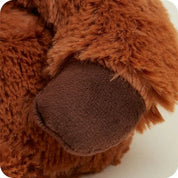 Highland Cow