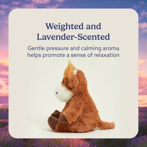Highland Cow