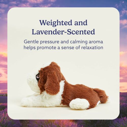 St Bernards